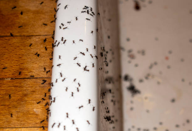 Best Commercial Pest Control Services  in Beltsville, MD